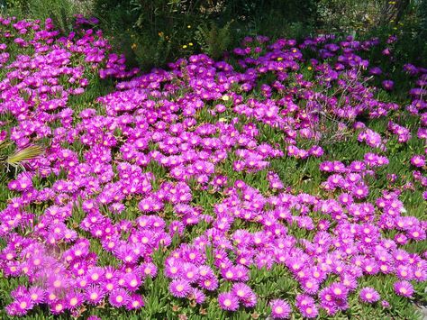 Delosperma cooperi - Hardy Ice Plant, Trailing Ice Plant, Purple Ice Plant → Plant characteristics and more photos at: http://www.worldofsucculents.com/?p=1447 Zone 5 Plants, Best Ground Cover Plants, Delosperma Cooperi, Creeping Phlox, Plant Succulents, Yard Plants, Ice Plant, Ground Covers, Front Yard Ideas