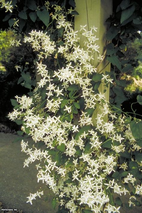 Vining Plants For Shade, Clematis Trellis Ideas Climbing Vines, Clematis Vine Trellis, Shade Vines, Evergreen Clematis, Clematis Paniculata, Clematis Care, Clematis Trellis, Clematis Varieties