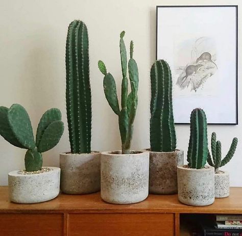 For the love of cactuses🌵🌵🌵 ———————————————— ✨Follow @plantscouts ✨Follow @plantscouts ———————————————— 📸// @aycactuss ———————————————— #plantsmakemehappy #cactus  #plantsofinstagram #houseplantplantclub #plantsgram #plantgang #homeiswheretheplantsare #plantaholic #livingwithplants #welovehouseplants #plantparenthood #thejungalow #ihavethisthingwithplants #planttherapy #botanicalpickmeup #houseplantclub #indoorjungle #plantsarefriends #housebeautiful #houseplantjournal #plantstyling #interio Indoor Cactus Plants, Kaktus Dan Sukulen, Cactus House Plants, Indoor Cactus, Pear Cactus, Cactus Decor, Plant Decor Indoor, House Plants Decor, Cactus Garden