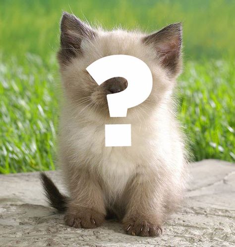 What kind of cat are you? Take this quiz and find out! What Kind Of Cat Are You, Cats Fluffy, All Types Of Cats, Cats Pretty, Fluffy Cats, Cat Obsession, Sphynx Cats, Persian Cats, What Cat