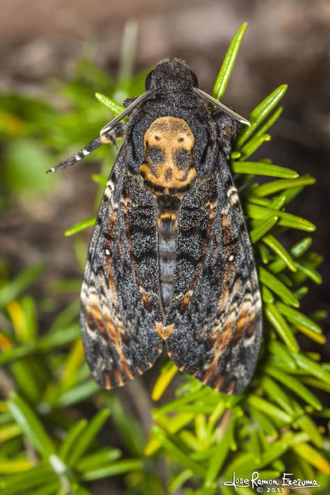 Deathhead Hawk Moth, Deathhawk Moth, Deathshead Moth, Cool Moths, Wing Shawl, Holding Skull, Types Of Moths, Person Sleeping, Skull Moth