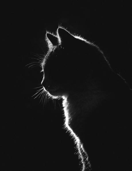 Low key photograph I took of my kitty (After more than 100 shots). - 9GAG Low Key Photography, Key Photography, Black Paper Drawing, Söt Katt, A Black Cat, Cat Photography, Paper Drawing, Caravaggio, Black Aesthetic Wallpaper