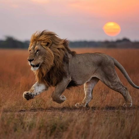 Running Animal Drawing, Lion Reference Photo, Lion Poses, Lion Running, Lion Aesthetic, Cute Lions, Lion Reference, Lion Photo, Lion Africa