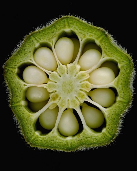 Find interesting seed formations in fruits (such as this Okra) to look at closely and sketch in Garden Journals. They can also be used for stamping! Okra Seeds, Macro Photography Tips, Foto Macro, Photography Ideas At Home, Geometry In Nature, Natural Structures, Tanah Liat, Garden Journal, Organic Vegetables