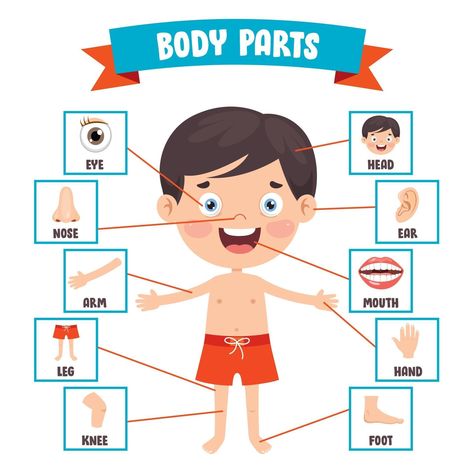 Kids Pictures Cartoon, Parts Of Body For Kids, Body Parts For Kids, Alphabet Flash Cards Printable, Parts Of Body, Body Parts Preschool, Body Human, Cartoon Body, Cartoon For Kids