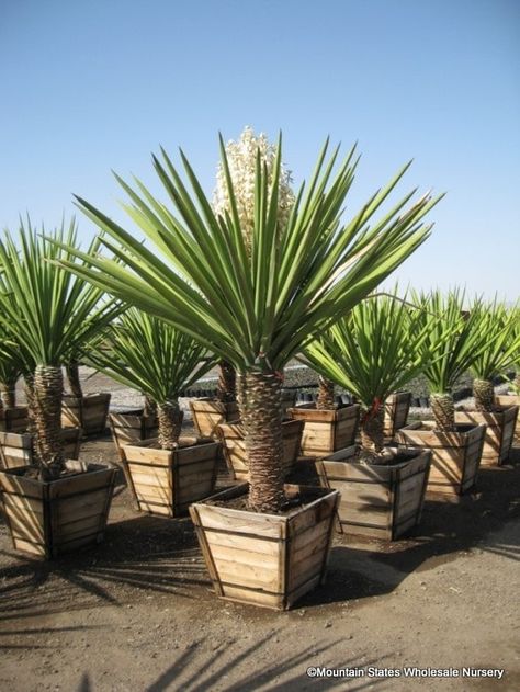 Courtyard Plants, Yucca Tree, Palm Trees Landscaping, Low Water Gardening, Yucca Plant, Desert Garden, Potted Trees, Plants For Sale, Agaves