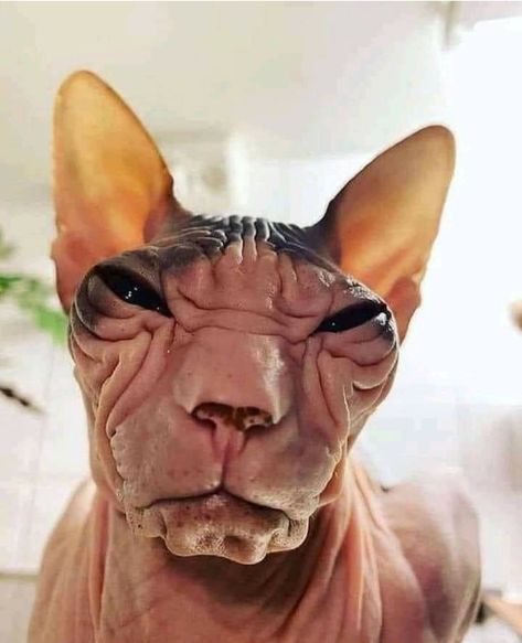 Fat Hairless Cat, Cute Hairless Cat, Hairless Cats, Funny Looking Cats, Sphynx Cats, Ugly Cat, Cats Pictures, Sphinx Cat, Rare Cats