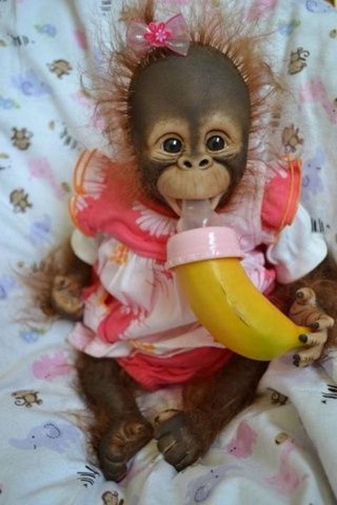 Download Baby monkey wallpaper by mirapav - 81 - Free on ZEDGE™ now. Browse millions of popular baby monkey Wallpapers and Ringtones on Zedge and personalize your phone to suit you. Browse our content now and free your phone Baby Orangutan, Monkeys Funny, Cute Monkey, Baby Monkey, Primates, Sweet Animals, Exotic Pets