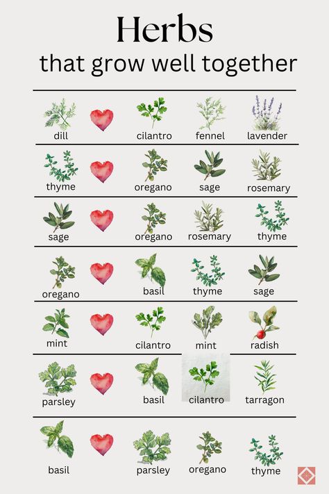 Discover the secrets of companion planting with herbs! 🌱 This beginner-friendly guide shows you the ideal herbs to plant beside each other for pest control, growth, and flavor. 🐛🌶️ Learn which herbs pair perfectly with veggies like tomatoes, cabbage, and asparagus. 🍅 Plus, find out why basil and dill are your garden's best friends! 🌿👭 Get six perfect pairs for herb gardens and tips at the link. #HerbGardening #CompanionPlanting Different Types Of Herbs, Back Deck Herb Garden, Spice Plants Herbs Garden, Herb Charts Free Printable, Herb Front Garden, Herb Border Garden, Easiest Herbs To Grow Outdoors, Best Gardening Tips, Compatible Herbs Companion Planting