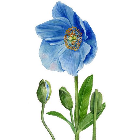 botanical watercolor illustration: himalayan poppy Himalayan Poppy, Poppy Illustration, Himalayan Blue Poppy, Gouache Ideas, Poppy Botanical, Poppy Drawing, Poppies Tattoo, Watercolour Flowers, Watercolor Food