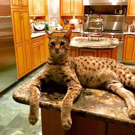 Savannah Weights | Page 41 | Savannah Cat Chat - THE Place for Savannah Cat Talk Big House Cats, Largest Domestic Cat, Large Domestic Cat Breeds, Savannah Kitten, Large Cat Breeds, Domestic Cat Breeds, Serval Cats, Cat Talk, Exotic Cats