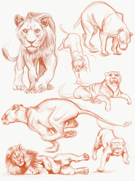 Lion Sketch Reference, Lion Anatomy Reference, Lion Study Drawing, Lion Drawing Reference Poses, Animal Anatomy Sketch, Lion Body Reference, Female Lion Sketch, Lion Poses Drawing, Lion Art Reference