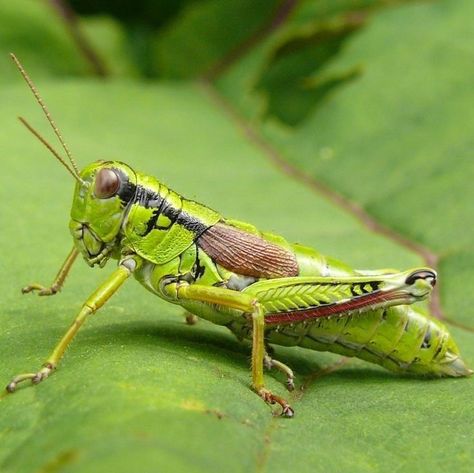 Grasshopper Photography, Grasshopper Pictures, Grasshopper Art, Grasshopper Images, Grass Hopper, Agriculture Photography, Green Grasshopper, Cool Insects, Bug Tattoo