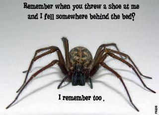 And the Spider said, "Remember when you threw a shoe at me and I fell somewhere behind the bed? I remember too." Funny Images With Quotes, Spiders Scary, Funny Jokes To Tell, Facebook Humor, Funny Bunnies, Laughter Is The Best Medicine, Samhain, Sarcastic Quotes, Dad Jokes