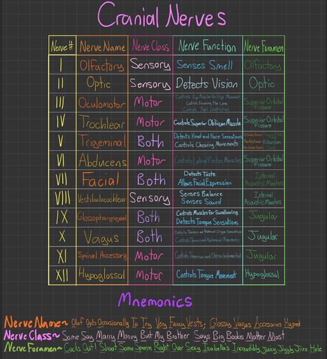 Cranial Nerves and a way to remember them by u/LesNoticeables on Reddit Cranial Nerve Mnemonics, Mnemonic For Cranial Nerves, Cranial Nerves Notes, 12 Pairs Of Cranial Nerves, Brain And Cranial Nerves Human Anatomy, Brain And Cranial Nerves, Cranial Nerves Mnemonic Cheat Sheets, Cranial Nerves How To Remember, 12 Cranial Nerves Mnemonic