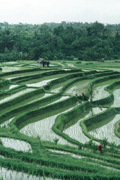 Jatiluwih Rice Terraces, Minecraft Rice Field, Tropical Elements, Banaue, Green Rice, Landform, Rice Field, Travel Hack, Asian Countries