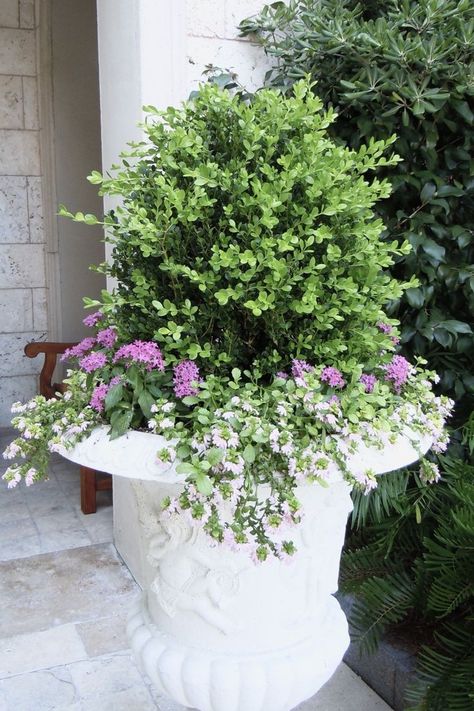 You could create a similar look to create this Boxwood topiary with purple lantana and white bicopa planted underneath. Boxwood Planters, Porch Planter Ideas, Boxwood Landscaping, Spring Landscaping, Boxwood Hedge, Container Gardening Ideas, Porch Planters, Container Planting, Boxwood Topiary