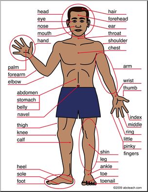 Practice Body Part Names through Songs – Learn Englizz! French Body Parts, French Flashcards, French Worksheets, French Language Lessons, French Education, French Grammar, French Expressions, French Classroom, French Resources