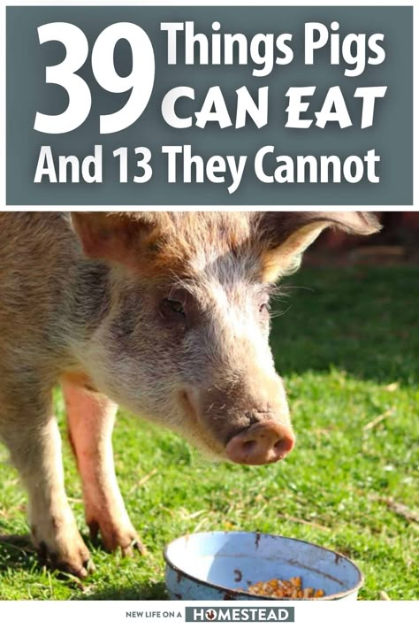 Kune Kune Pigs For Meat, Pig Hut Ideas, What To Feed Pigs, Pig Care Tips, What Can Pigs Eat, Homemade Pig Feed, Outdoor Pig Pen Ideas, Raising Pigs For Beginners, Pig Feed Recipes