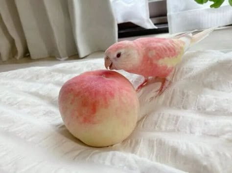 Pink Birds, Parakeets, Pretty Animals, Pink Bird, Silly Animals, Cute Animal Photos, Pretty Birds, Animal Photos, Cute Birds