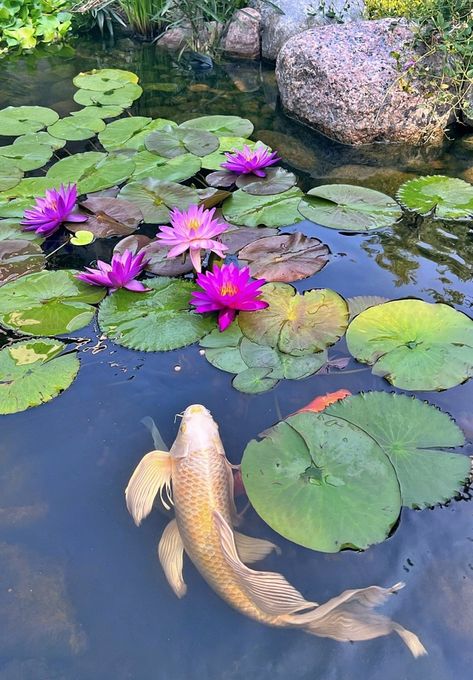 A Scottish Home, a Beautiful Blue Kitchen, and My Koi Pond : Friday Finds - Town & Country Living Koi Pond Flowers, Koi Pond Top View, Koi Pond Photography, Koi Carp Pond, Koi Pond Landscaping, Pond Top View, Koi Fish In Pond, Koi Pond Art, Fish In Pond