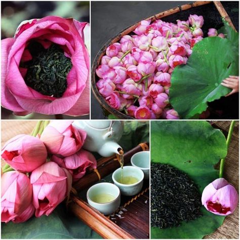 Hanoi Lotus Tea, Herb Tea, Tea Cookies, Flower Tea, Vietnamese Recipes, Eating Raw, Hanoi, Tea Ceremony, Tea Leaves