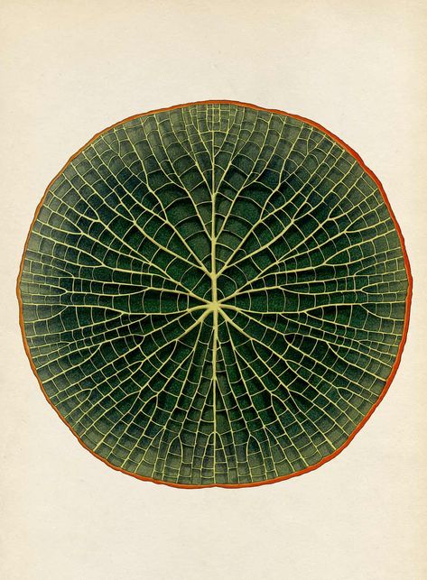 Victoria Amazonica, Katie Scott, Illustration Botanique, Scientific Illustration, Kew Gardens, Motion Graphic, Botanical Drawings, Patterns In Nature, Water Lilies