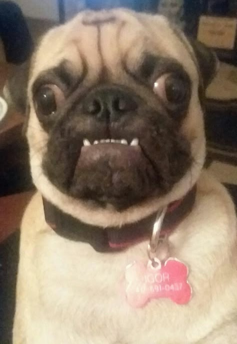 Funny Pug Pictures, Funny Pug Videos, Fat Pug, Pug Drawing, Healthiest Dog Breeds, Mop Dog, Pug Face, Cute Pug Puppies, Dog Breeds List