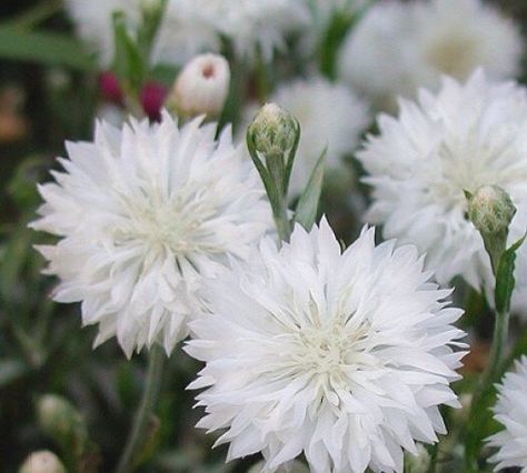 Cornflower White, White Cornflower, English Country Weddings, Bees And Butterflies, Recipe Page, Calendar 2022, Attracting Bees, Cut Flower Garden, Country Weddings