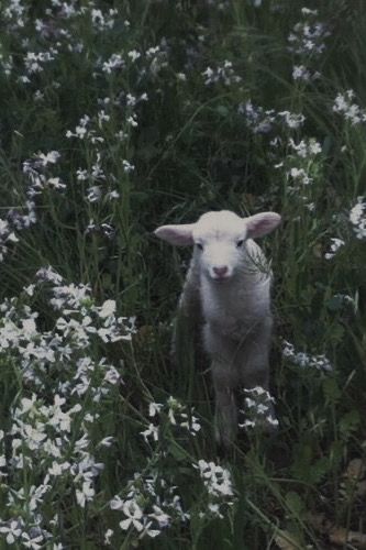 Cute Lamb, Baby Sheep, Baby Lamb, Sheep And Lamb, Cute Sheep, Baby Goats, Pretty Animals, Silly Animals, The Lamb