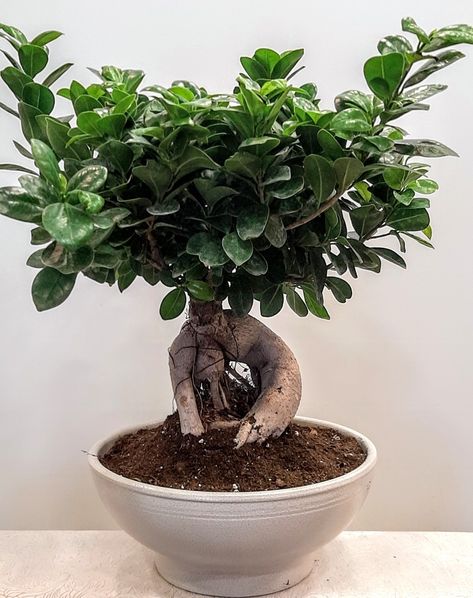 Bonsai ficus ginseng with ceramic pot h50cm Bonsai Shapes, Ficus Ginseng Bonsai, Plant Pot Decor, Ginseng Plant, Ficus Bonsai Tree, Plants Furniture, Ficus Ginseng, Ficus Bonsai, Bonsai Ficus