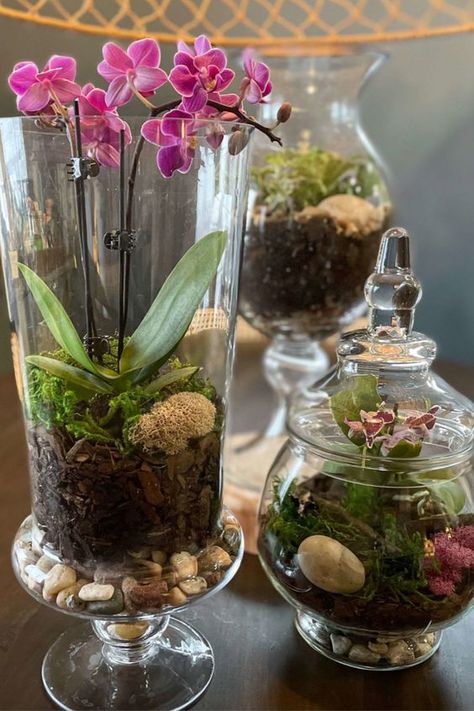 Step By Step Terrarium Diy, Apothecary Jar Terrarium, Succulent In Glass Vase, Planting In Glass Containers, Terrarium Centerpiece Ideas, Wine Glass Terrarium, Diy Large Terrarium, Orchid In Glass Container, Glass Teraniums Diy