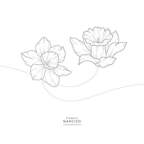 Flowers ⚘ Narciso ⚘ Narcissus ⚘ Narcissus Line Tattoo, Narcissus Flower Outline, Narciccus Flowers Tattoo, Narcissus Tattoo Myth, Narcissus Tattoo Design, Narcissus Illustration, Narcissus Flower Drawing, Narcissus Daffodils, Narcissus Flower Tattoo