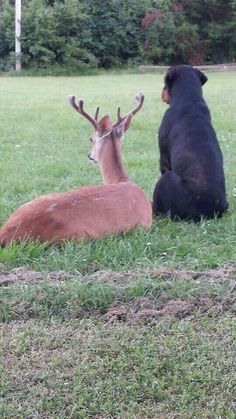 #Dogs #Puppies Animal Psychology, Unlikely Animal Friends, Unlikely Friends, Animals Friendship, Animal Antics, Rottweiler Dog, A Deer, Personal Space, Cute Animal Pictures