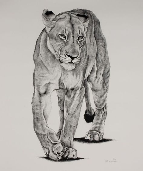 Lioness Walking, Female Lion Tattoo, Waterfall Drawing, 30 Tattoo, Lion Sketch, Lioness Tattoo, Female Lion, Tiger Drawing, Lion Drawing