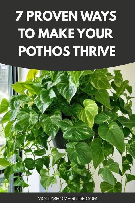 Discover the secrets to growing fuller pothos plants with these expert tips and tricks. Whether you're a beginner or seasoned gardener, learn how to care for your pothos and encourage lush, thriving growth. From proper lighting and watering techniques to fertilizing and pruning strategies, this guide covers everything you need to know about cultivating beautiful, vibrant pothos plants in your home or garden. Caring For Pothos Plant, Pothos Care Guide, Pothos Plant Care Tips, How To Style Pothos Plant, Golden Pothos Plant Care, Growing Pothos In Water, Pathos Plant Decor Ideas, How To Make Pothos Fuller, Pathos Plant Care