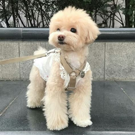 Maltipoo Dog, Poodle Haircut, Dog Mommy, Dog Haircuts, Very Cute Puppies, Super Cute Puppies, Really Cute Dogs, Cute Little Puppies