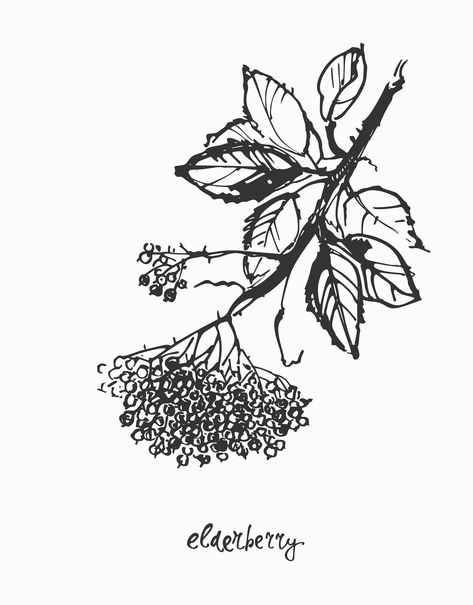 #Elderberry #branch, #ink #botanical illustration, poster and wall art, #nature drawing. Elderberry Drawing, Elderberry Tattoo, Elderberry Illustration, Monty Python Tattoo, Art Nature Drawing, Python Tattoo, Elderberry Tree, Sorry Mom Tattoo, Botanical Calendar