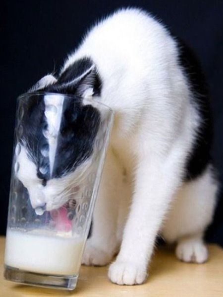 anything for a glass of milk Funny Cat Photos, Söt Katt, Cat Drinking, Cute Kittens, Cats Meow, Funny Animal Pictures, Crazy Cat Lady, Cat Photo, White Cat