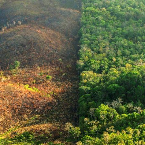 Deforestation between the Maya Biosphere Reserve in Guatemala and the Belize border Amazon Rainforest Deforestation, Land Degradation, Rainforest Deforestation, Amazon Deforestation, Man Vs Nature, Carbon Sink, Agricultural Land, Earth Surface, Richest In The World