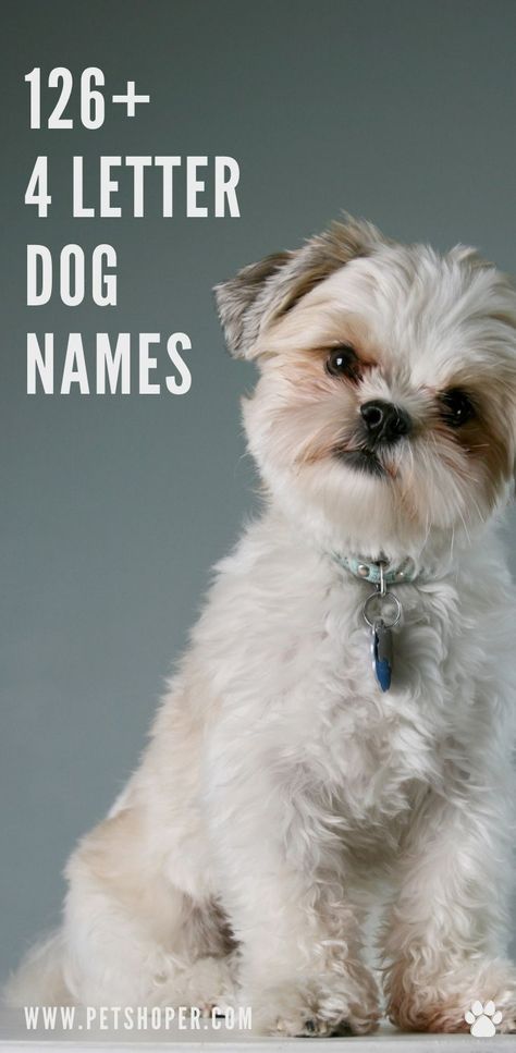 So do you like short names? Are you looking for 4 letter name for your dog? Great! Today we have got a great list with names 4 letters only! #4LetterDogNames #DogNames Cute Rare Dog Names, Female Puppy Names List, Cute Dog Names Female Unique, Small Male Dog Names, Unique Dog Names Boy, Good Dog Names, Male Dog Names List, 4 Letter Names, Cool Dog Names