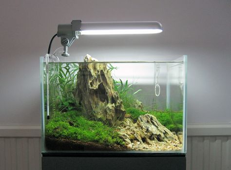 Iwagumi - Aquascaping Klein Aquarium, Beautiful Tropical Fish, Freshwater Plants, Fish Tank Terrarium, Aquascape Design, Tropical Fish Tanks, Indoor Water Garden, Aquarium Terrarium, Nano Aquarium