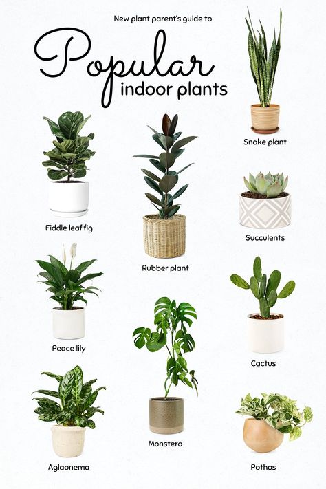 Best Air Purifying Plants, Types Of Houseplants, Household Plants, Plant Care Houseplant, Astuces Diy, Inside Plants, Growing Plants Indoors, Best Indoor Plants, Air Purifying Plants