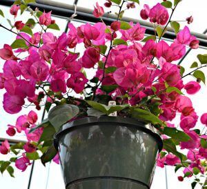 Bougainvillea Hanging Basket, Tropical Hanging Baskets, Hanging Plants Full Sun, Hanging Bougainvillea, Low Maintenance Plants Outdoor, Hanging Flowering Plants, Hanging Indoor Plants, Full Sun Flowers, Plants In Baskets