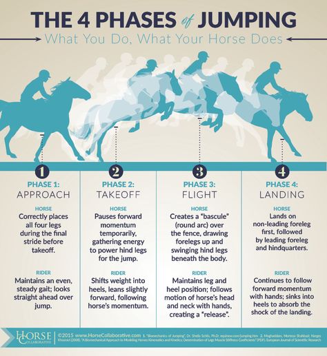 The 4 Phases of Jumping Horse Jumping Exercises, Jumping Exercises, Equestrian Jumping, Riding Exercises, Horse Shirts, Horse Lessons, Horse Exercises, Horse Facts, Horse Riding Tips