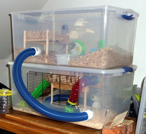 Diy Hamster Habitat Ideas, Diy Hamster Bin Cage, Diy Hamster Habitat, Cheap Hamster Cage Ideas, Cool Hamster Cages Diy, Cage Ideas For Hamsters, Hamster Enclosure Ideas Diy, Home Made Hamster Cage, Diy Hamster Cage Bin