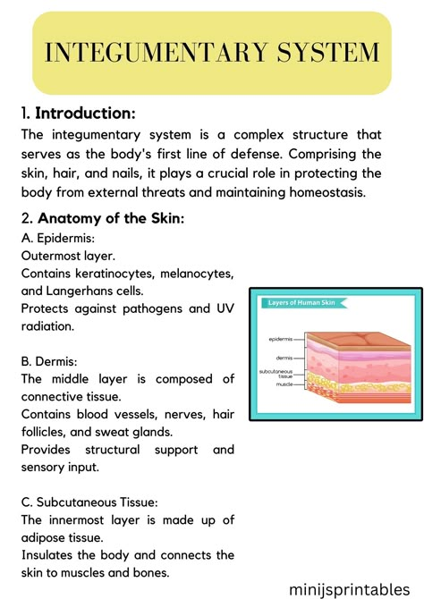 check insta page for further details  to download full notes contact me thru instagram page The Integumentary System Notes, Integumentary System Notes, Integumentary System Project, Cna Notes, Human Anatomy Notes, Paramedic Study, Teas Test Prep, The Integumentary System, A And P