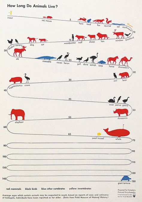 Animal life span. Why can't our pets live forever? 달력 디자인, Data Visualisation, Info Graphics, Information Graphics, Information Design, Zoology, Data Visualization, Infographic Design, Biology