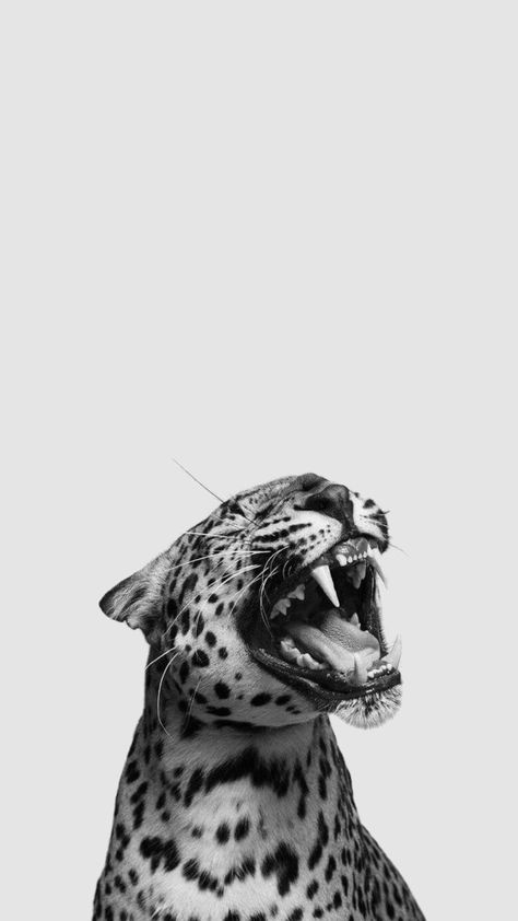 Image Girly, Glamour Wallpaper, Jaguar Wallpaper, Leopard Pictures, Cheetah Background, Cheetah Wallpaper, Leopard Print Wallpaper, Cheetah Print Wallpaper, Tiger Wallpaper