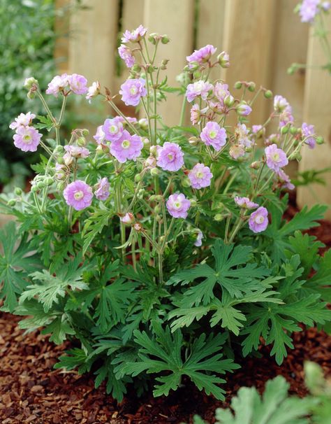 Double-Flowering Meadow Cranesbill Geranium 'Summer Skies' (Geranium pratense) Geranium Pratense, Deer And Rabbit, Cottage Garden Style, Pink Perennials, Identify Plants, Cranesbill Geranium, Shed Greenhouse, Garden Front Yard, Pink Geranium